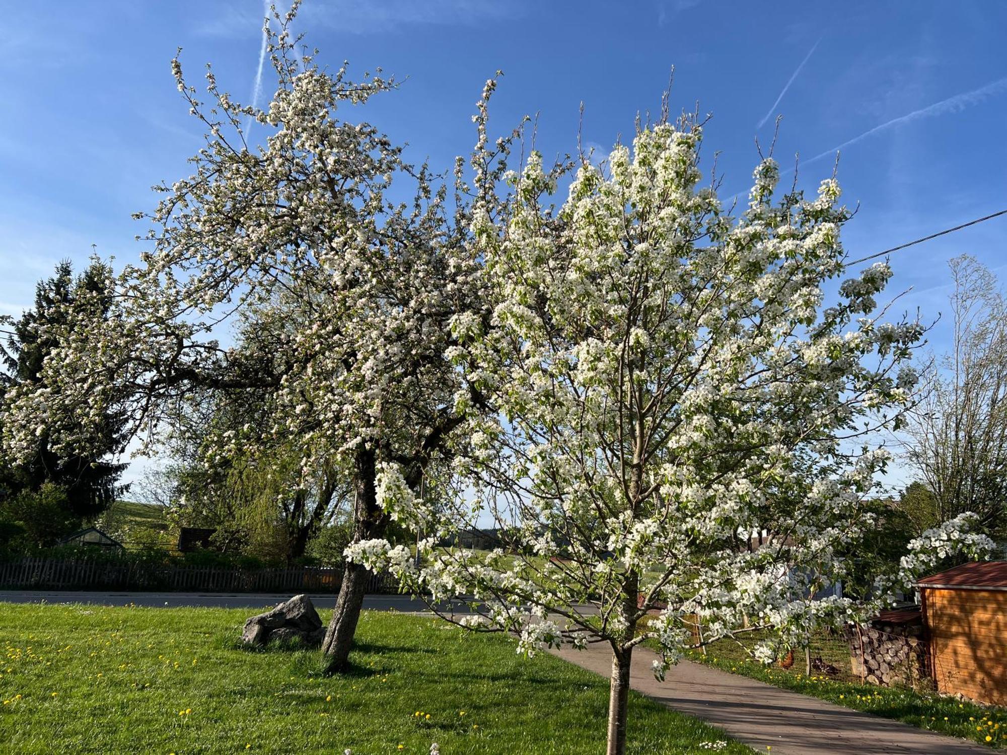 Kuh Heimat - Bergblick - Terrasse Leilighet Buchenberg  Eksteriør bilde