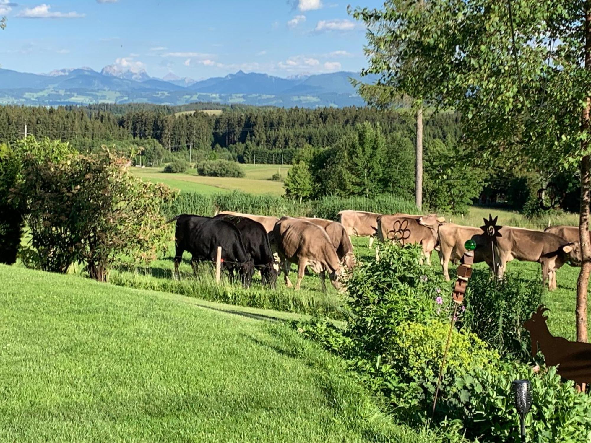 Kuh Heimat - Bergblick - Terrasse Leilighet Buchenberg  Eksteriør bilde